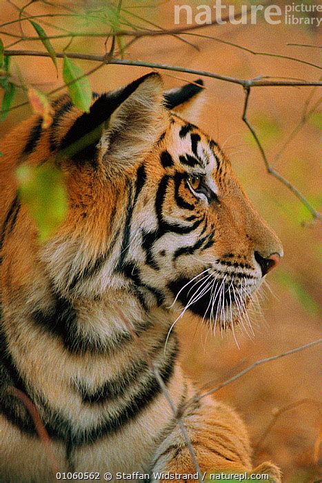 Nature Picture Library Rf Young Male Bengal Tiger Head Portrait In