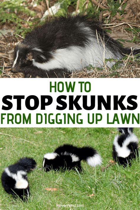 How To Stop Skunks From Digging Up Lawn Lawn Lawn Care Soil Tiller