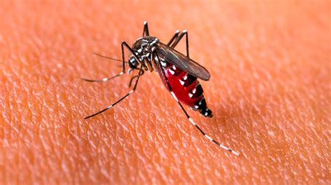 Mapa Del Dengue En Argentina Creció Casi Un 50 En Una Semana Infobae