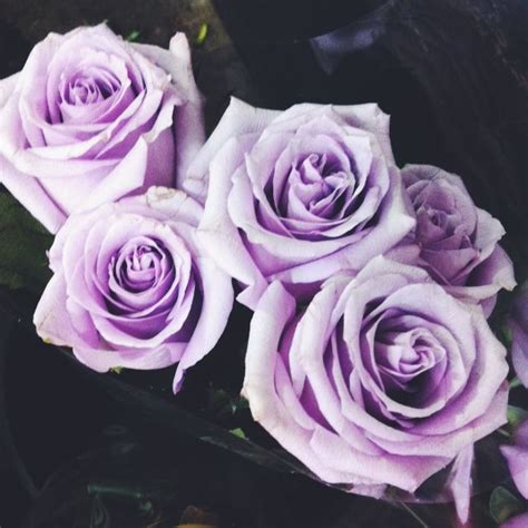 Daily blooms delivers our signature bouquet range across queensland, meaning it's never been easier to send flowers to brisbane. Purple roses at the Brisbane Flower Market (With images ...