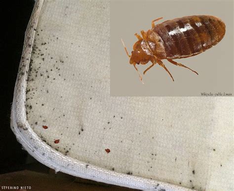 Imagebed Bug Feces On Mattress With Close Up Hearts Pest Management