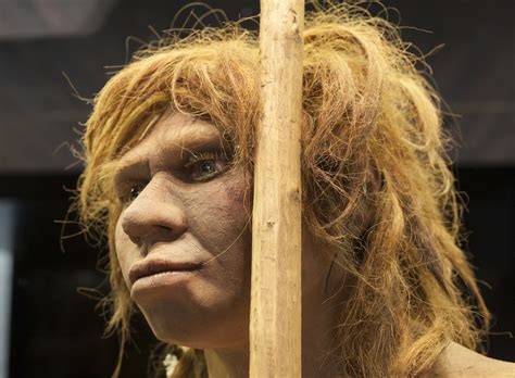 Neanderthals and modern humans parted ways 800,000 years ...