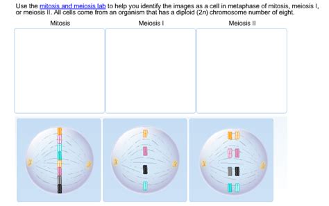 Check spelling or type a new query. Solved: Use The Mitosis And Meiosis Lab To Help You Identi ...