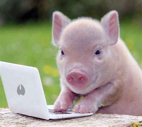 Pin On Pigs Best Photo