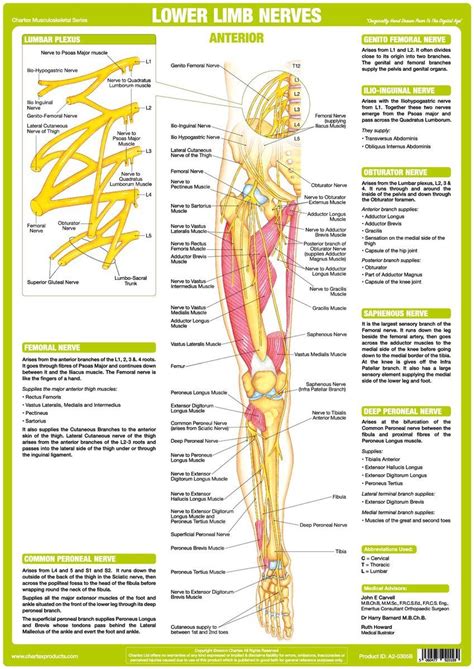 The study of the human body involves anatomy, physiology, histology and. Lower Limb Nerve Anatomy Chart - Anterior (With images ...