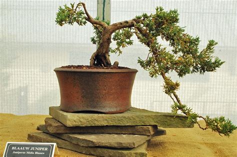 How To Revive A Bonsai Tree With Brown Leaves Bonsai Tree Gardener