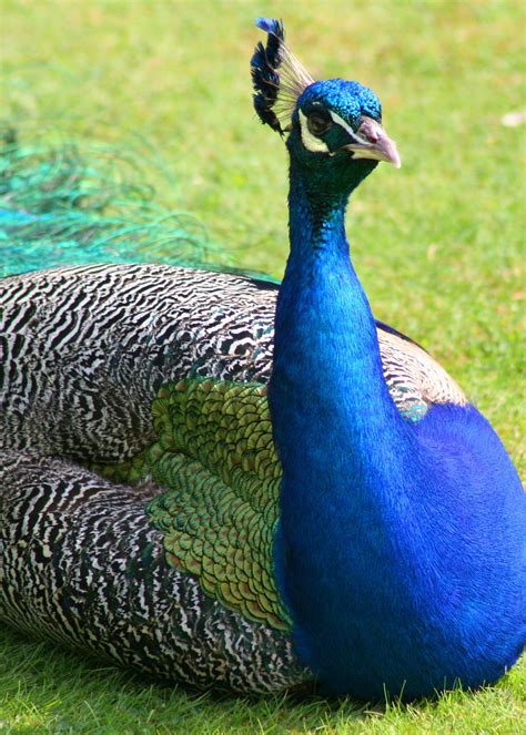 Sitting Peacock By Diane Pav Es