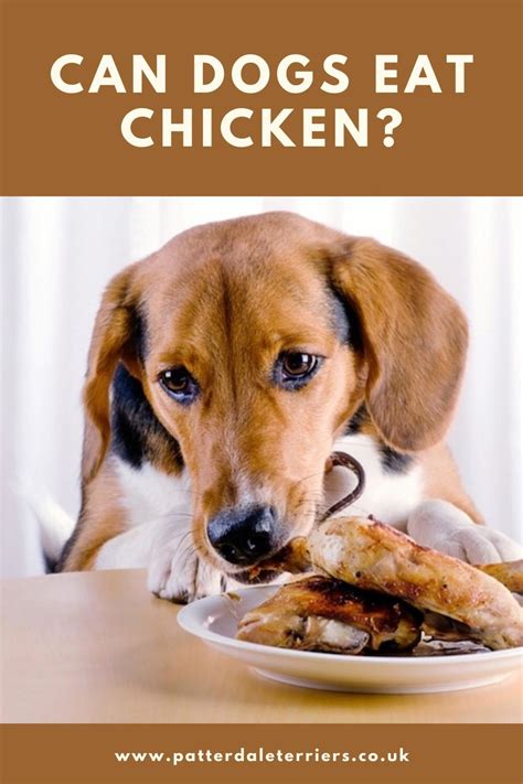 Maybe you would like to learn more about one of these? Can Dogs eat Chicken? | Can dogs eat chicken, Can dogs eat ...