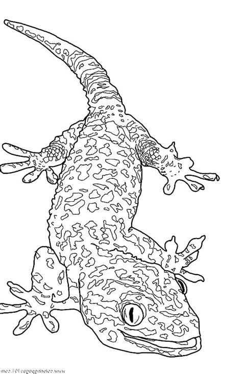 Leopard Gecko Coloring Pages at GetColorings.com | Free printable colorings pages to print and color