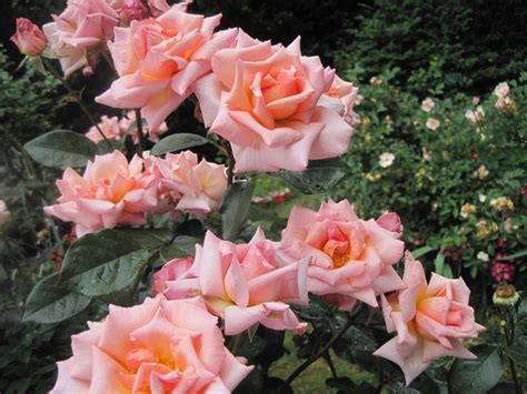 Compassion Own Climbing Rose Plant This Is An Outstanding Climber Which