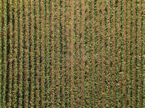 Aerial View Of Corn Crops Field Stock Photo Image Of Cereal Maize