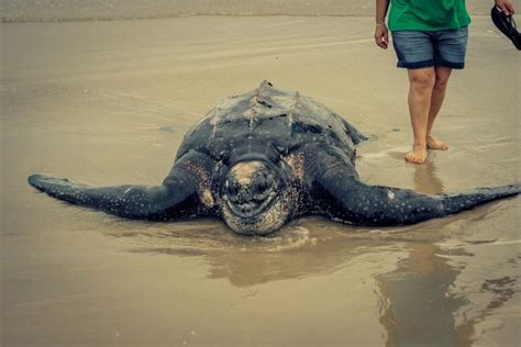 What Is The Largest Sea Turtle American Oceans