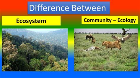 Difference Between Ecosystem And Community Ecology Youtube