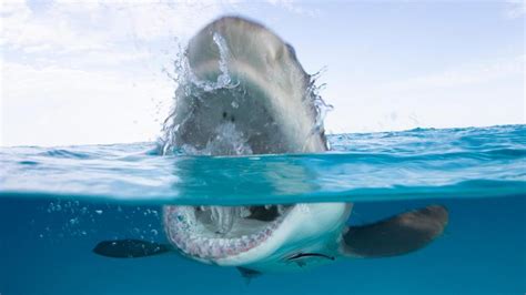 Everything You Need To Know About Shark Week 2020