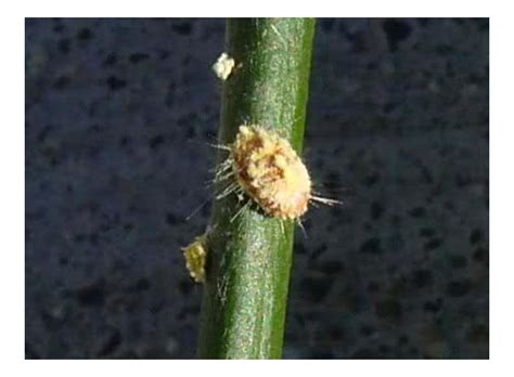 Small black wasps on a green branch citrus leaves with sooty mold growing on honeydew excreted by the citrus whitefly dialeurodes citri handyman magazine gardening tips kill stink bugs. Please help ID bug on meyer lemon tree