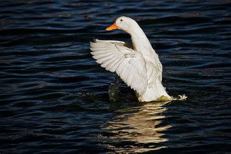 In general, a pekin is a big, white duck with an orange beak that is a hearty, friendly bird. Splash and Stretch, American Pekin Duck Photograph by ...