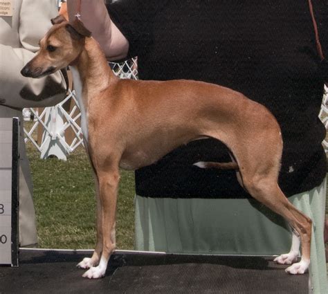 Italian Greyhound Puppies Rescue Pictures Information Temperament