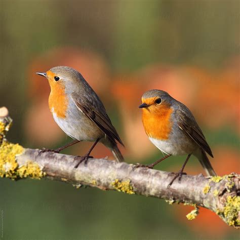 Two European Red Robins On A Branch Stocksy United
