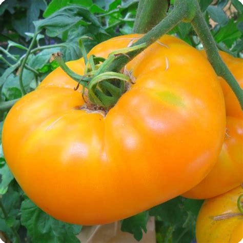 Amana Orange Slicer Tomato Seeds Heirloom Untreated Non Gmo From Canada