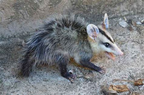 Que Mangent Et Boivent Les Opossums Comment Nourrir Élever Et Soigner