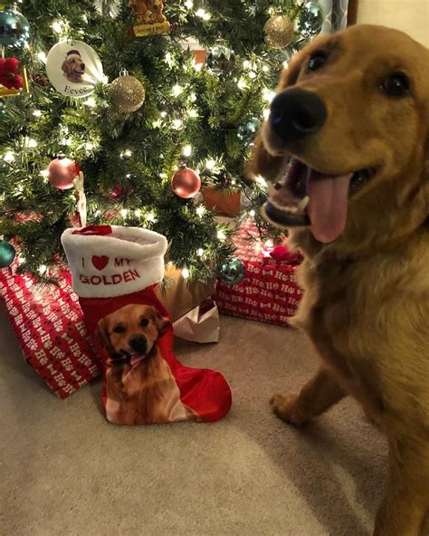 Christmas Golden Retriever Dog🐶☃️🎄 Christmas Dog Dogs Golden