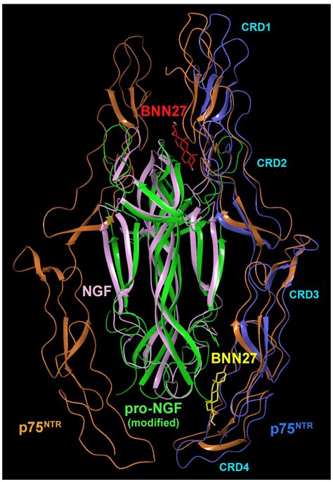 Frontiers | BNN27, a 17-Spiroepoxy Steroid Derivative, Interacts With