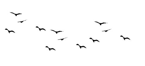 Flying Flock Of Birds Png Hd Image Png All