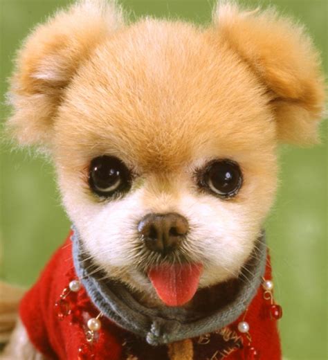 37 Cute Pictures Of The Most Cutest Puppies In The World Pic Codepromos