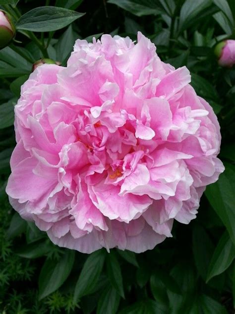 Pink Peony At Allerton Park In Monticello Illinois Pink Peonies