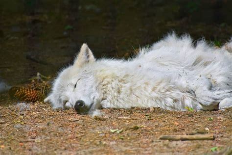 Are Wolves Nocturnal Or Diurnal Their Sleep Behavior Explained A Z