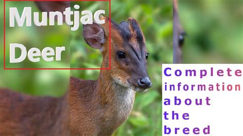 Muntjac Deer Pros And Cons Price How To Choose Facts Care History