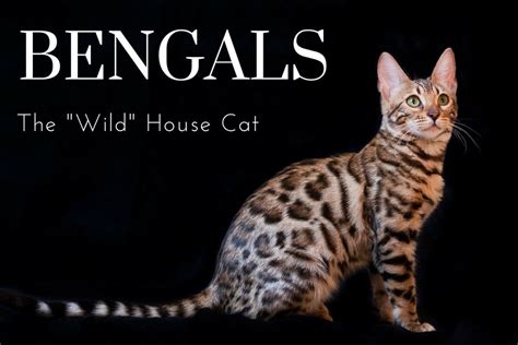 Often, bengal cats have at least a little bit of egyptian mau in their background. The Joys and Hazards of Living With a Pet Bengal Cat ...