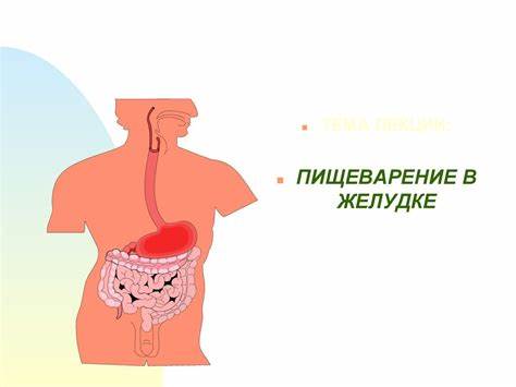 Физиология питания диета Физиология питания и пищеварения. Пищеварение в полости рта - online Физиология питания и пищеварения. Пищеварение в полости рта - online Физиология питания диета