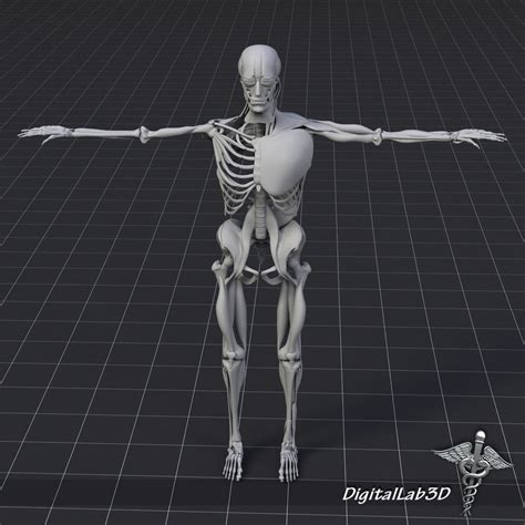 Human Muscle And Bone Structure 3d Model Cgtrader