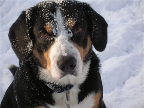 History Entlebucher Mountain Dogs Of Adhem Kennel