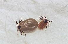 deer tick ticks ixodidae revisited station field family females