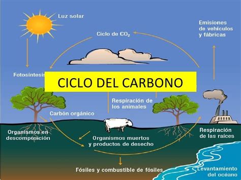 Ciclo Biogeoquimico Del Carbono Pdf