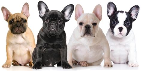 These guys are full of energy and lots of love! How Much Is A French Bulldog? - What The Frenchie