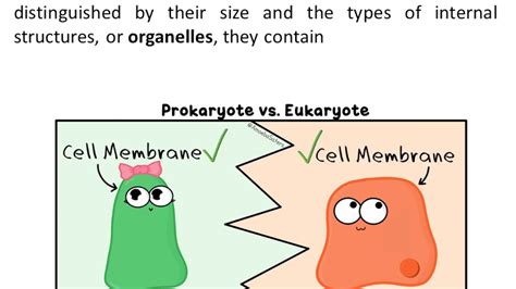 Animal cell eukaryotic or prokaryotic. Comparison of Prokaryotic and Eukaryotic Cells - YouTube