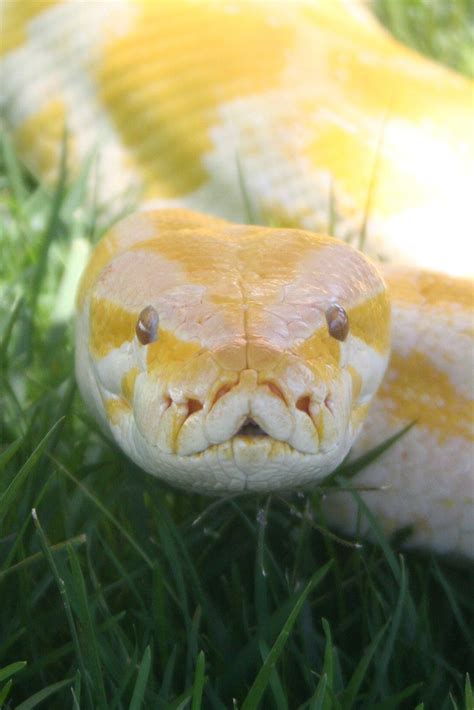Albino Burmese Python Teeth