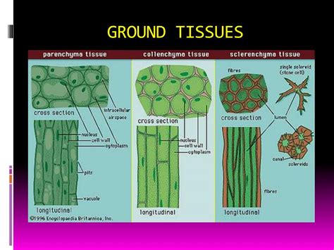 Ppt Unit 4 Plant Tissue Powerpoint Presentation Free Download Id