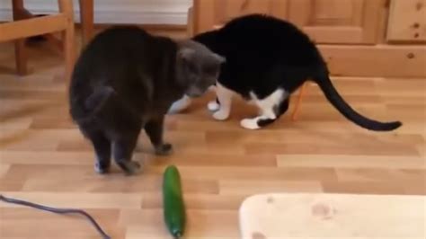 Why Are Cats Afraid Of Cucumbers Poultry Care Sunday