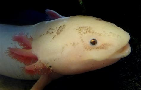 Axolotl Or Mexican Salamander Free Stock Photo Public Domain Pictures