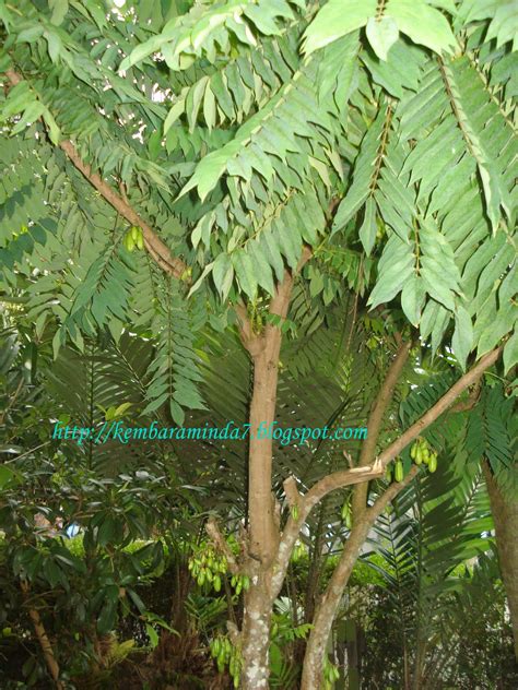 Bila disebut tentang buluh, tentu ramai yang terbayang kegunaan pokok buluh ini terutamanya menjelang hari raya yang bakal tiba. Kembara Minda 7: Belimbing Buluh
