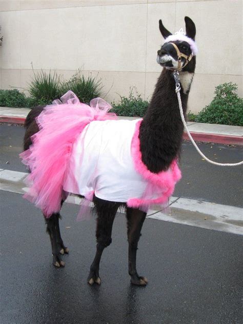 Llama Dressed As A Princess Llama Costume Llama Llama Llama Duck