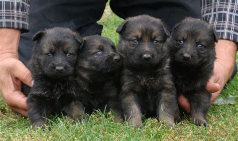 3 Week Old German Shepherd Puppies Common Information And Pictures