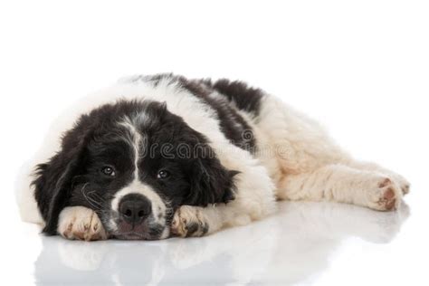 Landseer Dog Puppy Stock Photo Image Of Nature Grass 101423182