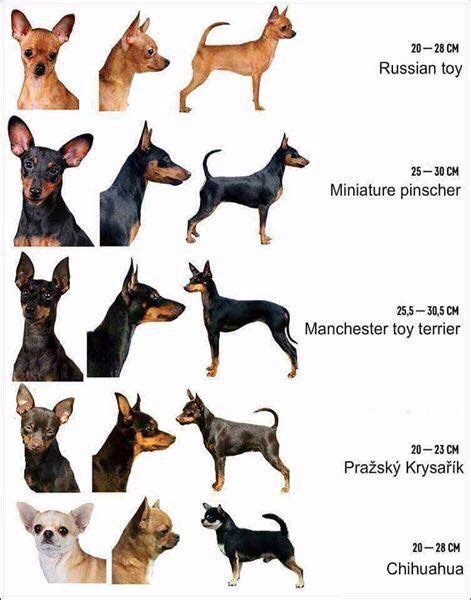 Difference Between Chihuahua And Mini Pinscher Pets Lovers