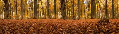 Autumn Forest Panorama Free Stock Photo Public Domain Pictures