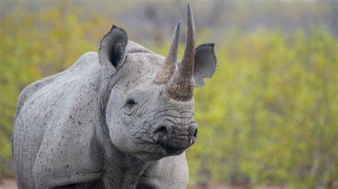 Rhino Poaching In Namibia Reaches Record Levels Bbc Newsround